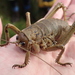 Wētā and King Crickets - Photo (c) d_kluza, some rights reserved (CC BY-NC-ND), uploaded by d_kluza