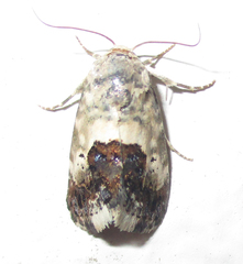 Acontia discoidea