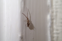 Entomobryoidea