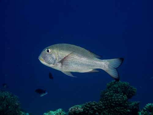 Humpnose Bigeye Bream