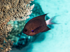 Pycnochromis caudalis
