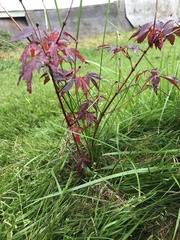 Acer palmatum