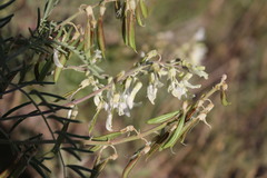 Astragalus racemosus