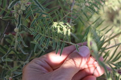 Astragalus racemosus