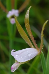 Cleistesiopsis bifaria