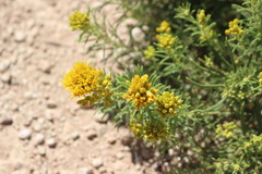 Isocoma pluriflora