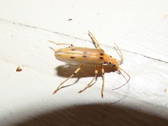 Parisopalpus nigronotatus