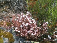 Sedum brevifolium