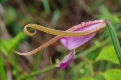 Cleistesiopsis bifaria
