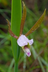 Cleistesiopsis bifaria