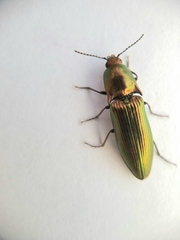 Nitidolimonius resplendens