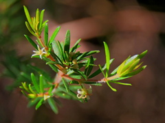 Micrantheum ericoides
