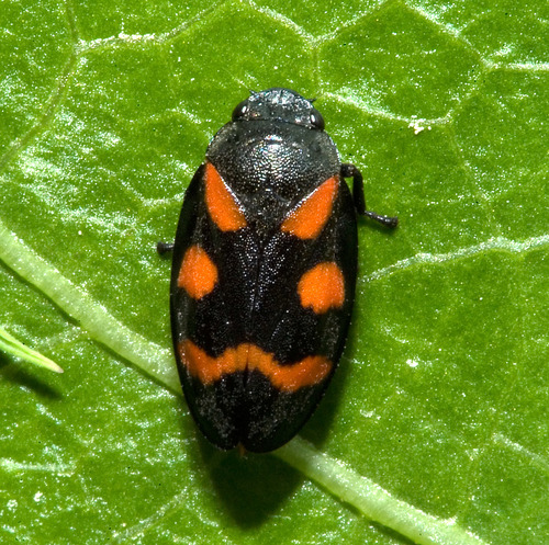 Cercope sanguinolent