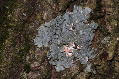 Lichenoconium erodens