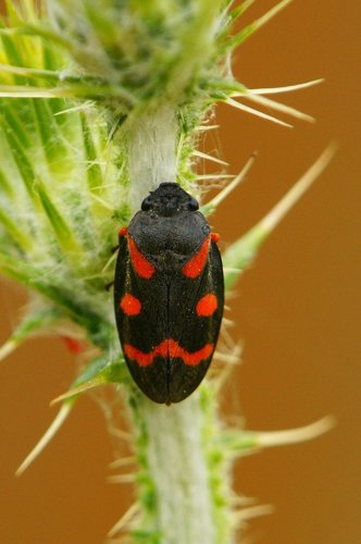 Cercope sanguinolent