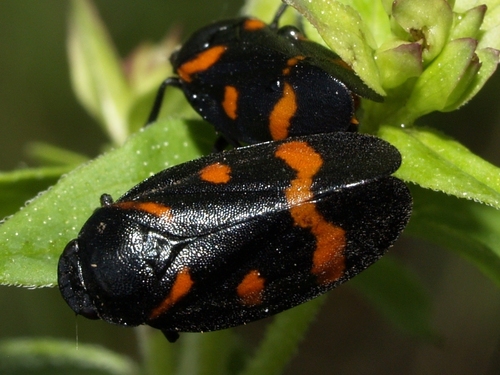 Cercope sanguinolent
