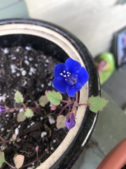 Phacelia campanularia