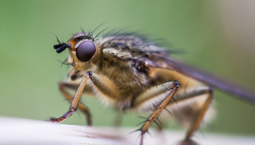 Golden Dung Fly, photo 10 of 10