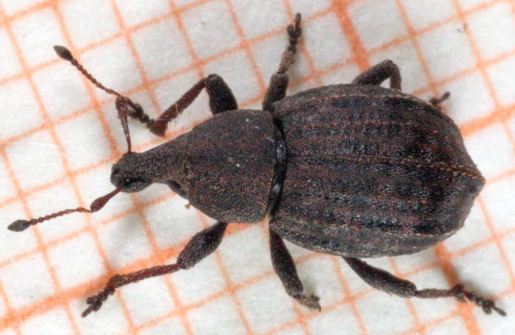 Weevil