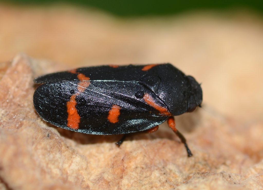 Froghopper