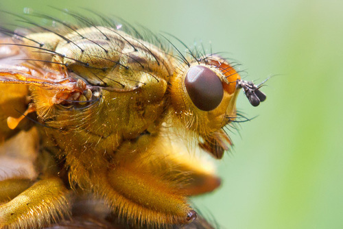 Golden Dung Fly, photo 6 of 10