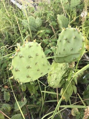 Opuntia leptocarpa