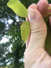 Phyllocnistis meliacella