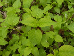 Circaea