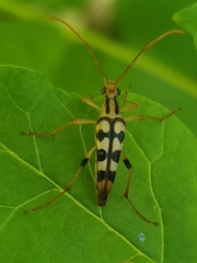 Strangalia luteicornis