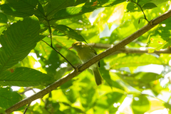 Hylophilus thoracicus