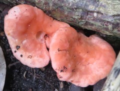 Cantharellus coccolobae