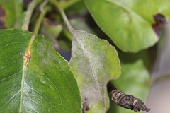 Podosphaera leucotricha