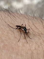 Psorophora longipalpus