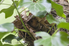 Muscardinus avellanarius