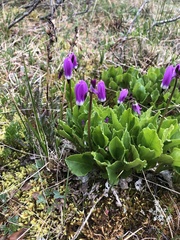 Primula frigida