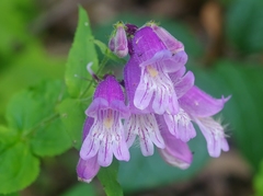 Penstemon smallii