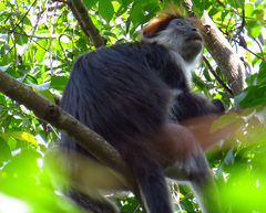 Piliocolobus gordonorum