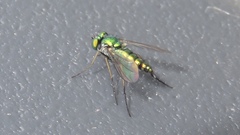 Condylostylus caudatus