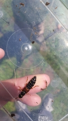 Staphylinus dimidiaticornis