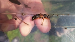 Staphylinus dimidiaticornis