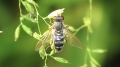 Anasimyia bilinearis