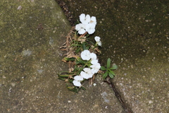 Dianthus chinensis × barbatus