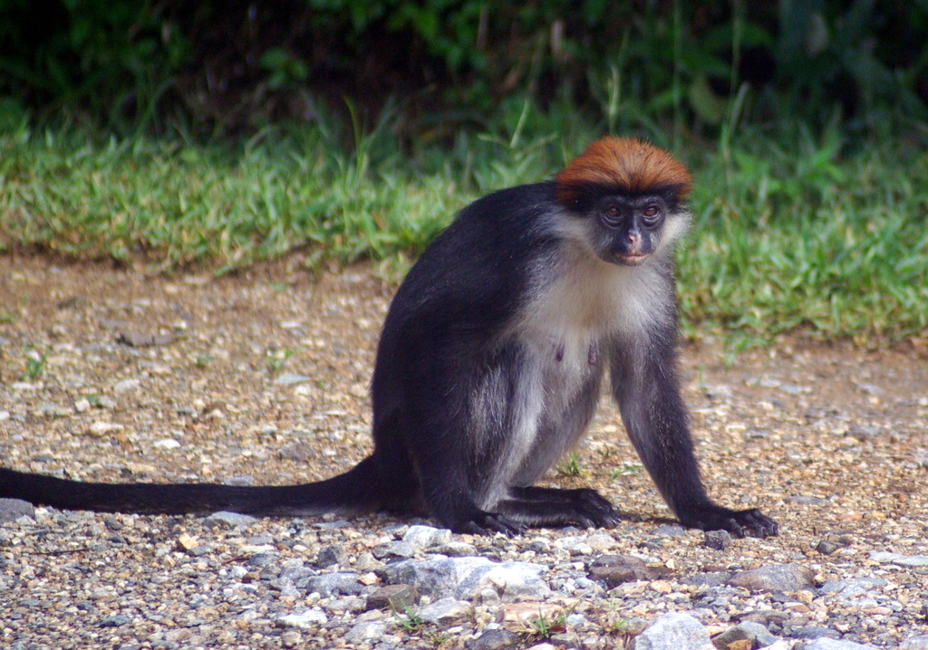 Udzungwa Red Colobus