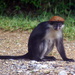 Udzungwa Red Colobus - Photo (c) Stevage, some rights reserved (CC BY-SA)