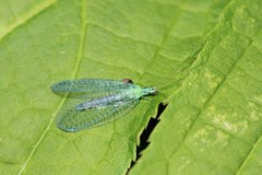 Chrysopa chi
