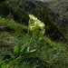 Primula intricata - Photo (c) Xavier Béjar, algunos derechos reservados (CC BY-NC-SA)