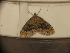 Acasis viretata