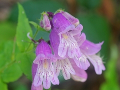 Penstemon smallii
