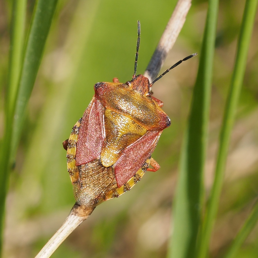 Carpocorini