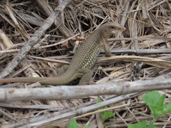 Aspidoscelis motaguae